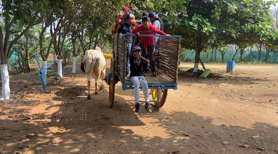 Bumpy Bullock Cart Rides